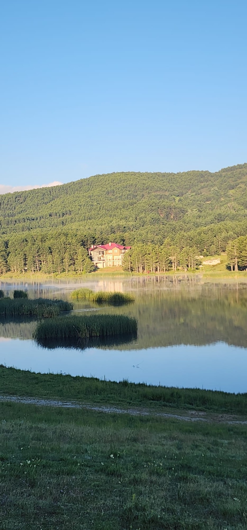 Sabah sisi tutmuş göl, sazlıklar ve karşı kıyıdaki çam ormanı.